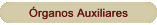 �rganos Auxiliares